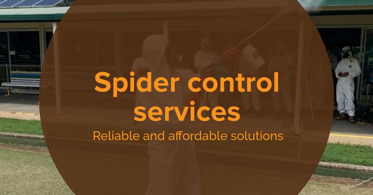 Spiders Removals Virginia