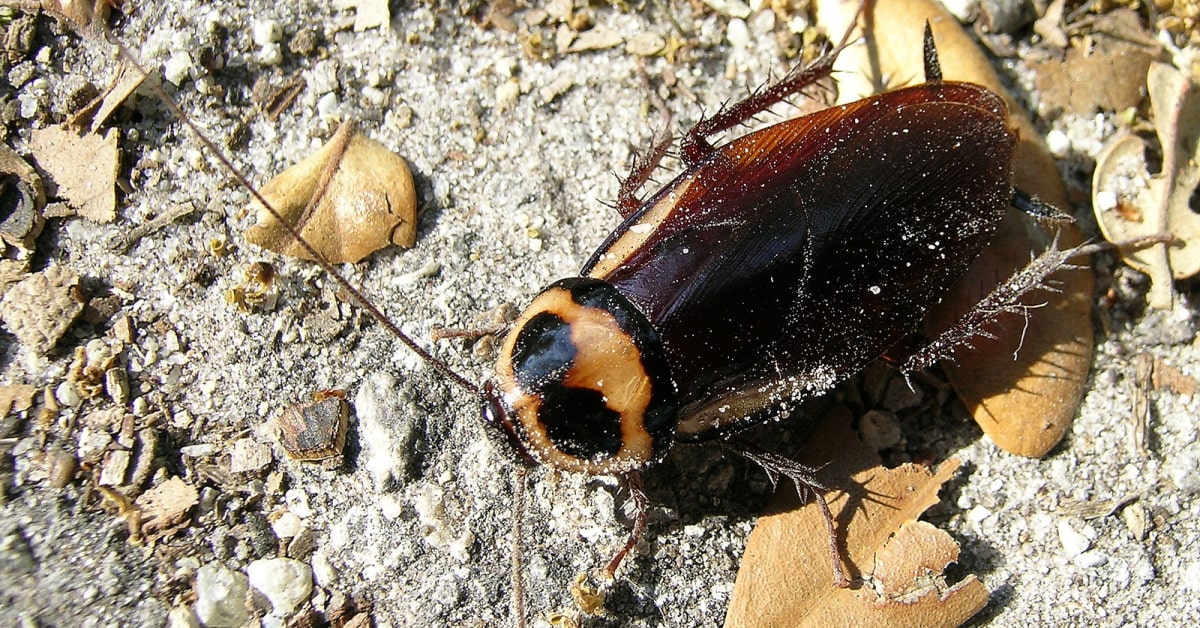 Cockroaches Removalist Virginia