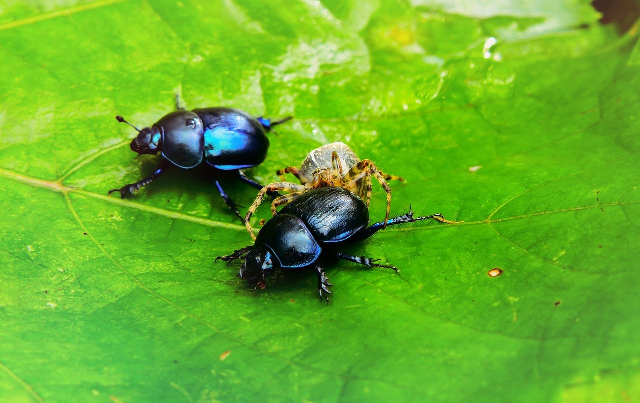  Seaton Beetles Removal Near Me