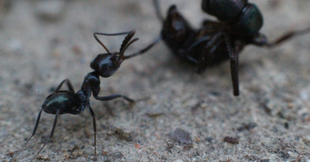 Black Rock Ant Catcher 