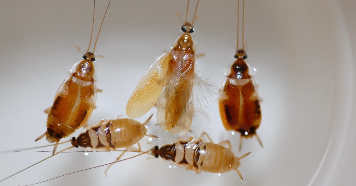 Cockroaches Removals Kulangoor
