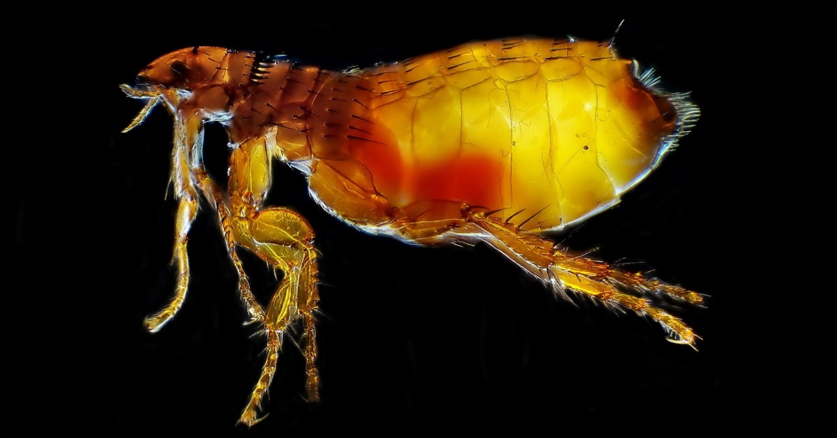 Fleas Animal Removalists Myrniong