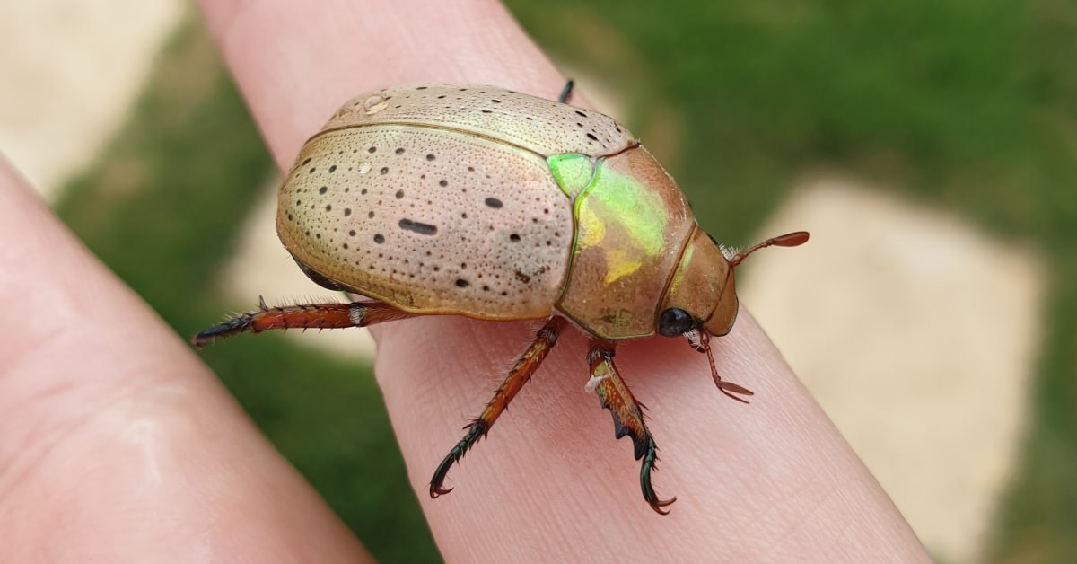 Beetles Removal North Blackwood