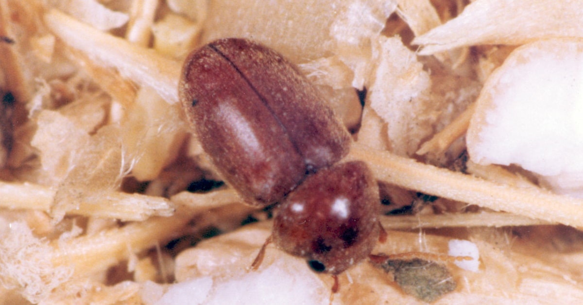 Beetles Virginia