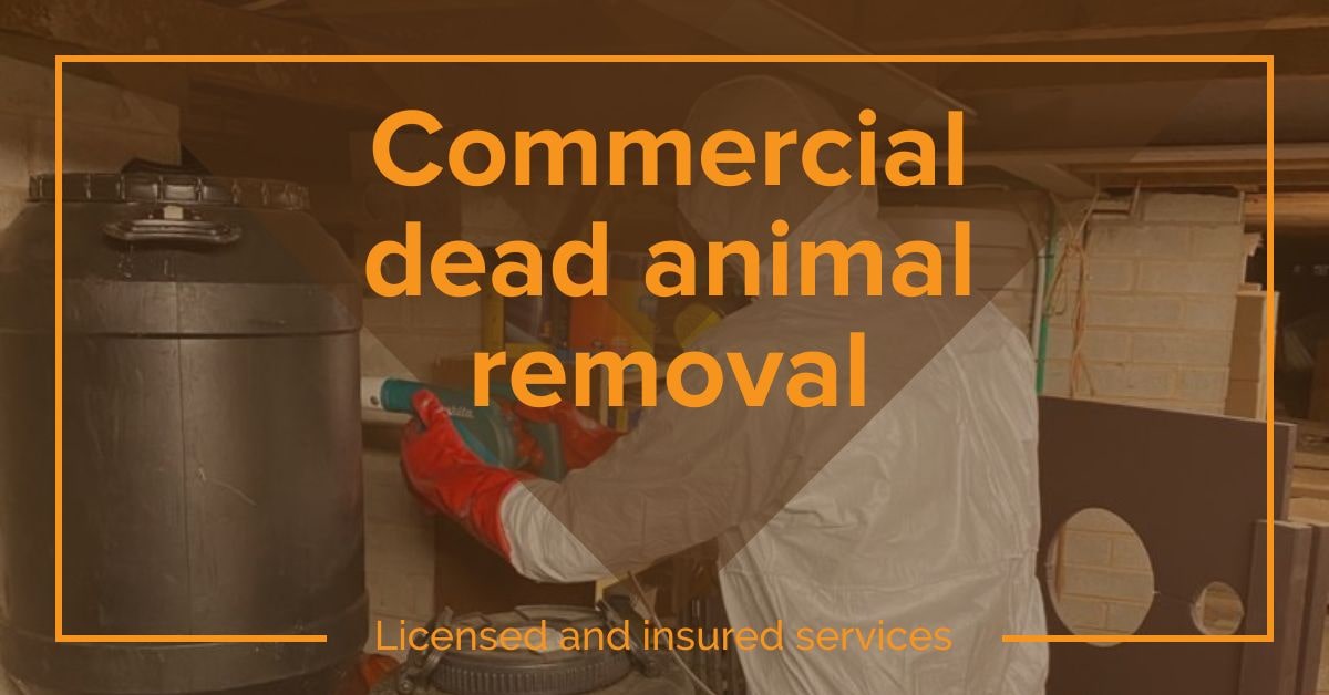 Dead Animal Removal Service
