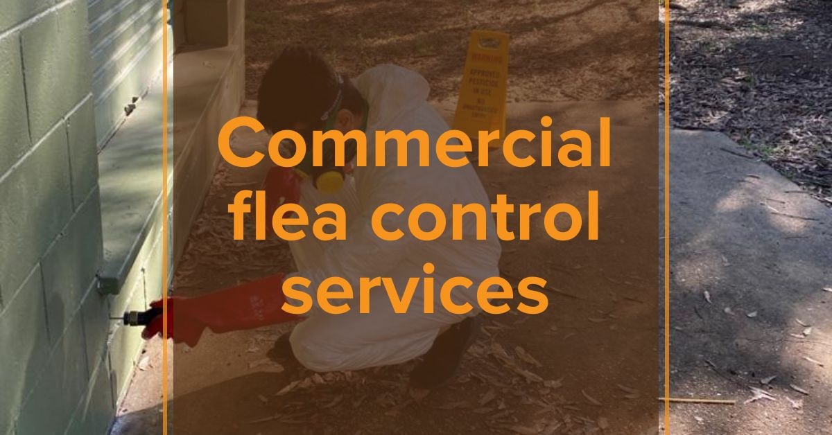 Fleas Animal Removal Bayswater