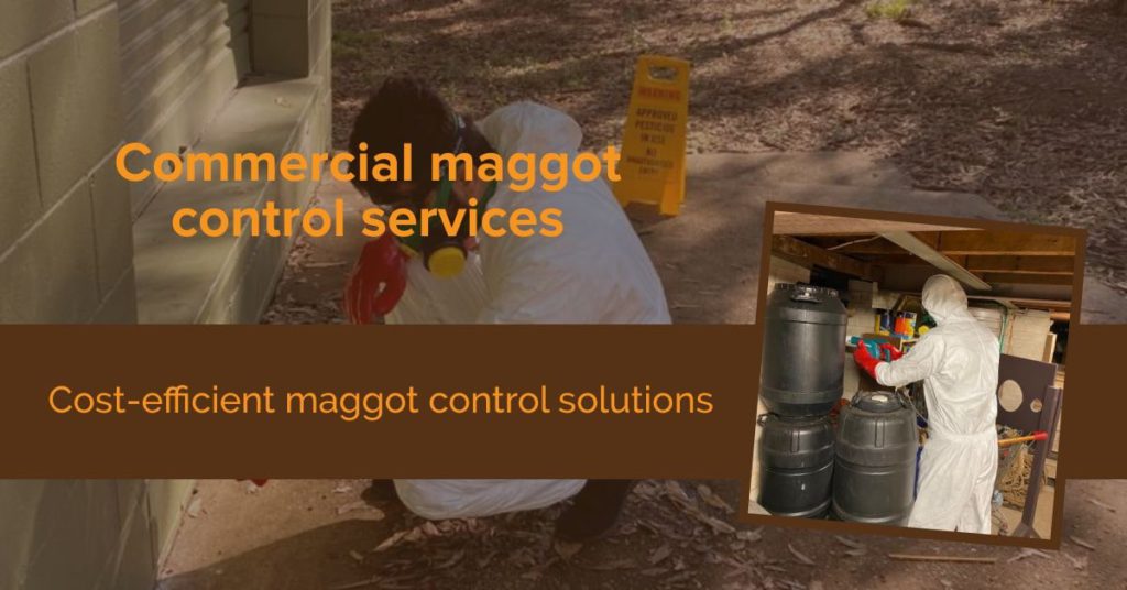 Maggots Control Brisbane Alpha Pest Control