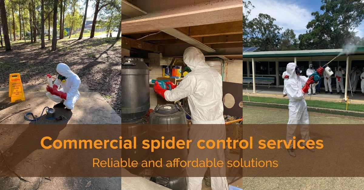 Spiders Removalist Hillcrest