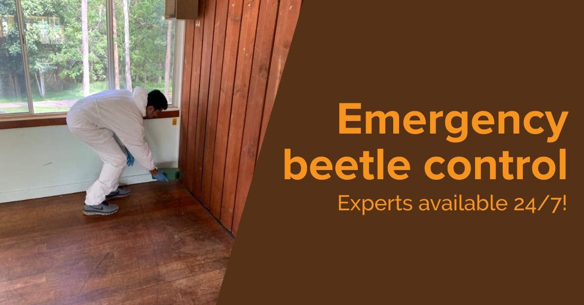 Canning Vale Beetles Removal Near Me 