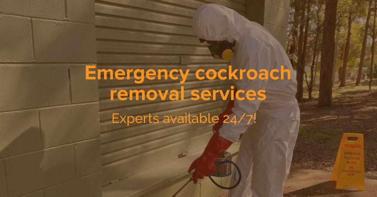 Cockroaches Removal Lesmurdie