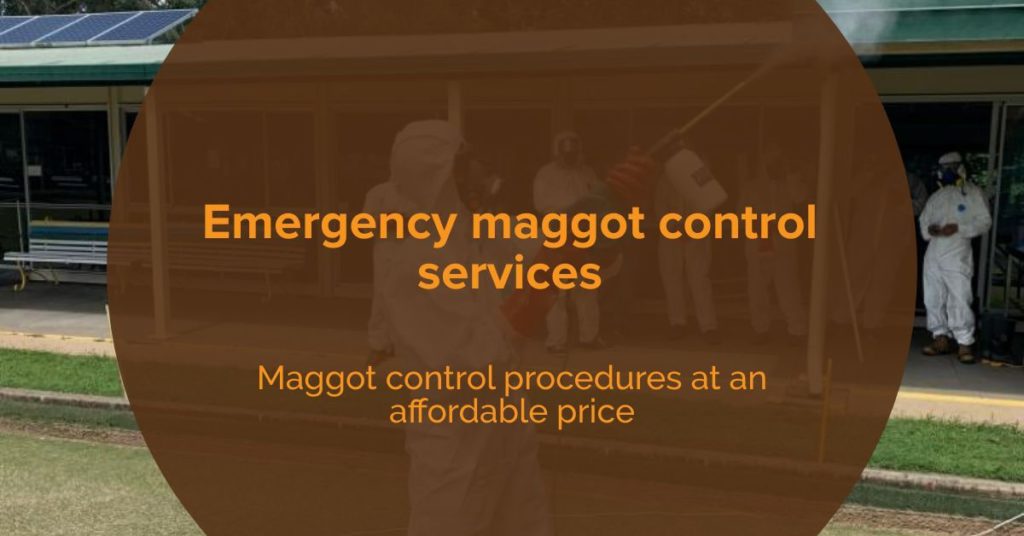 Maggots Control Glass House Mountains » Alpha Pest Control