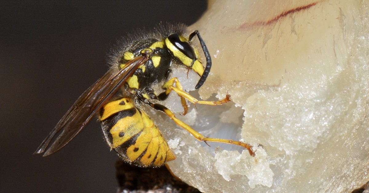 Bees Removals Camira