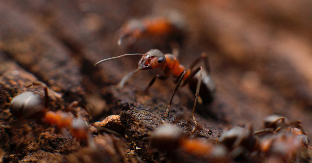Pellaring Flat Ant Catcher 