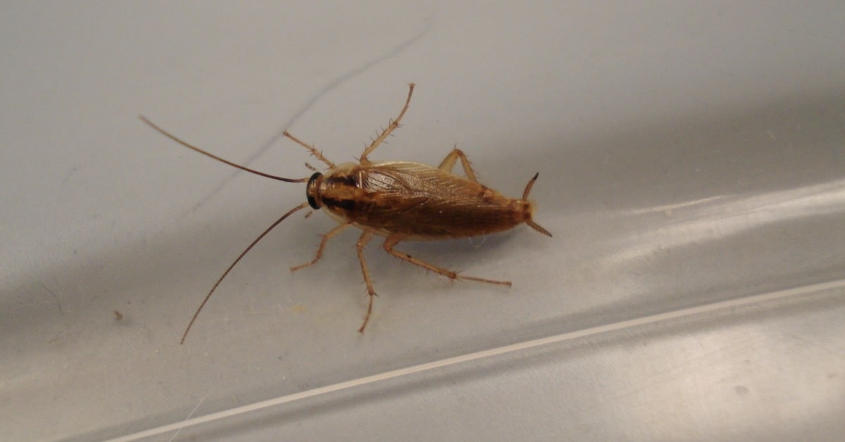Cockroaches Removalist Abbotsford
