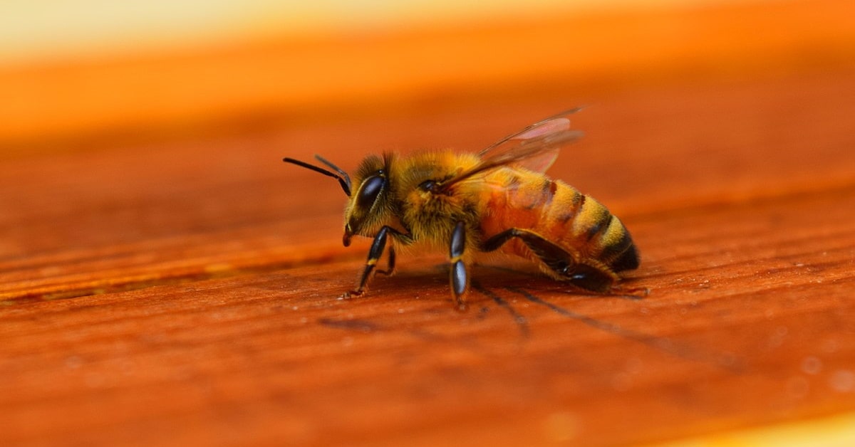 Bees Removal Beechboro