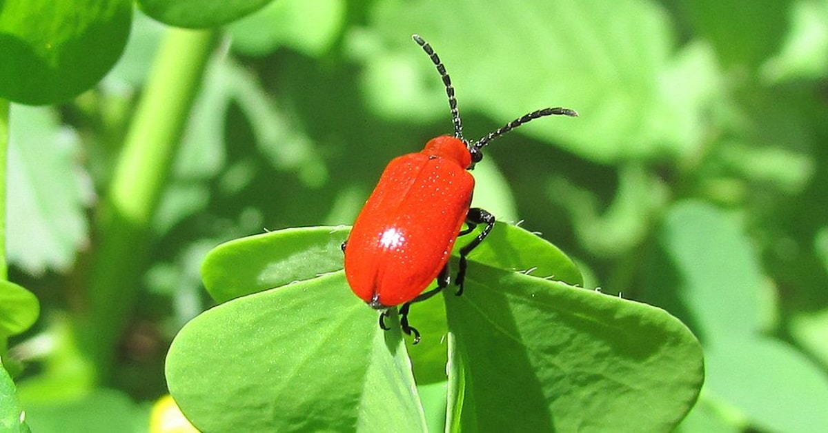 Beetles Removal Near Me Virginia