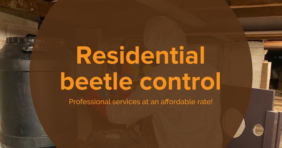 Beetles Removal Near Me Woodville South
