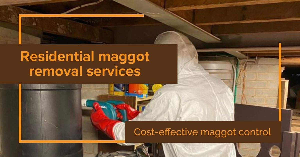 Maggots Removals Avondale Heights 