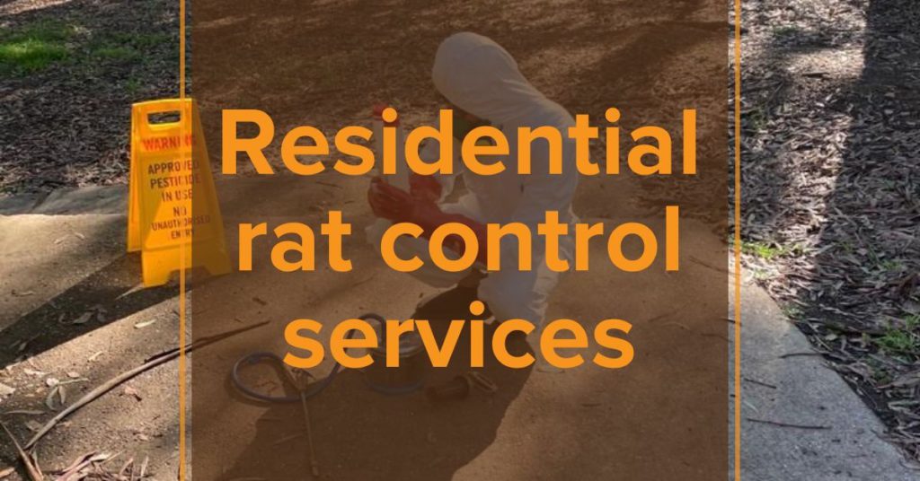 Rat Control Mandurah Alpha Pest Control