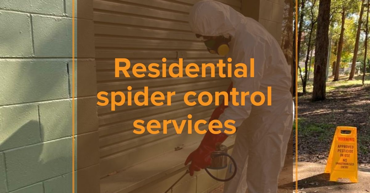 Spiders Removal Smithfield