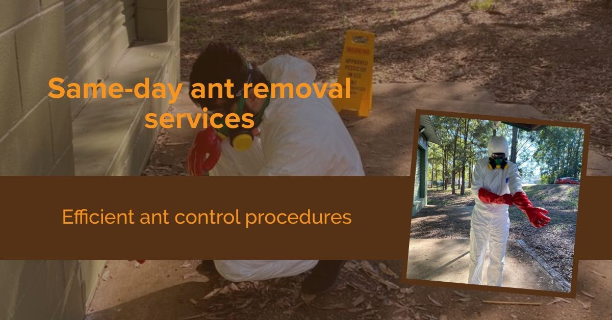 Perth Ant Removal Near Me