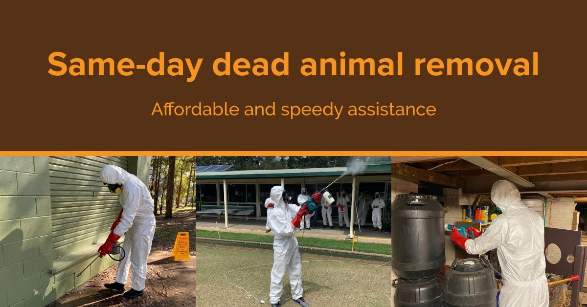 Dead Animal Removal Virginia 
