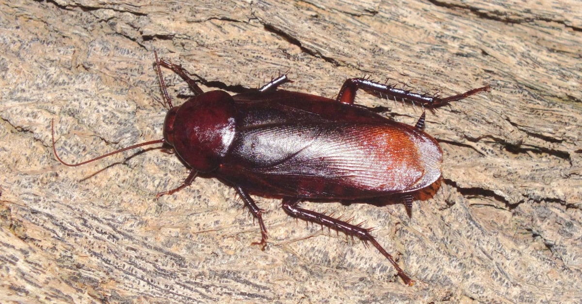Cockroaches Removal Elderslie