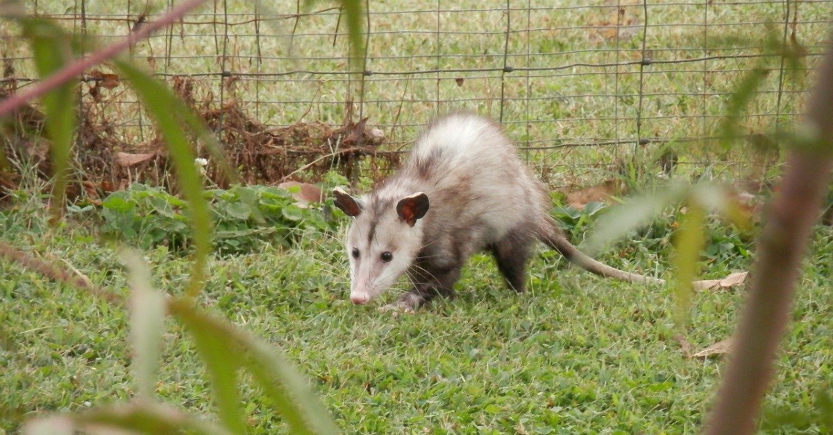 Possum Control Boya Alpha Pest Control