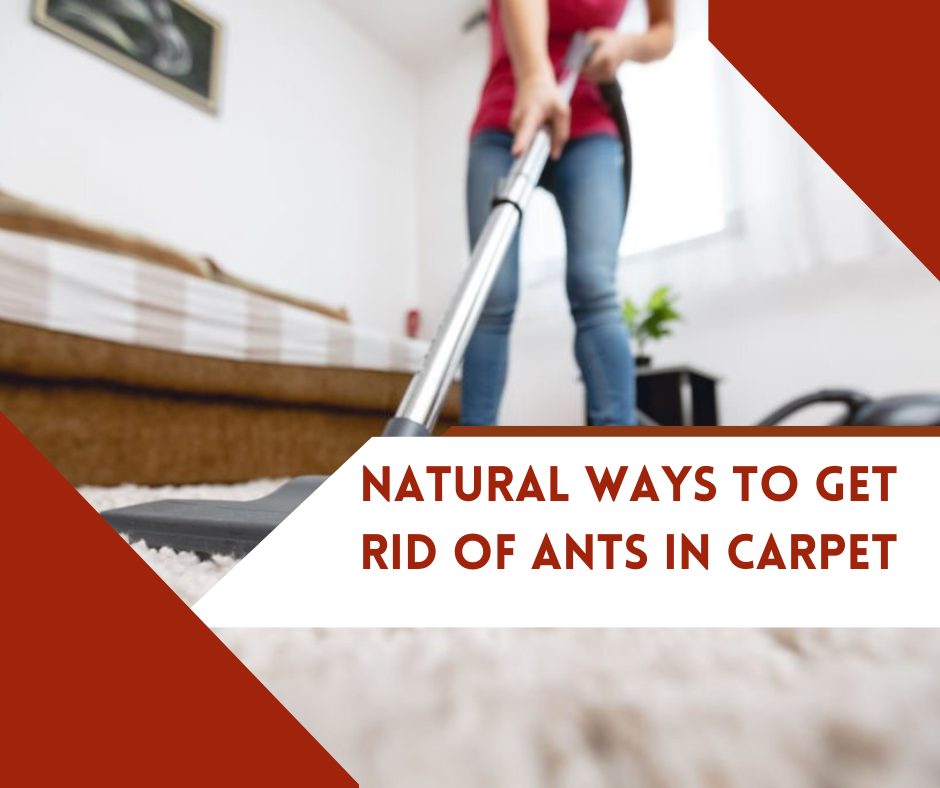 Natural Ways To Get Rid Of Ants In Carpet
