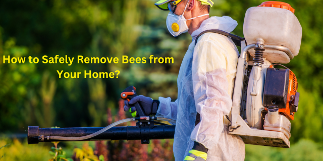How to Safely Remove Bees from Your Home?