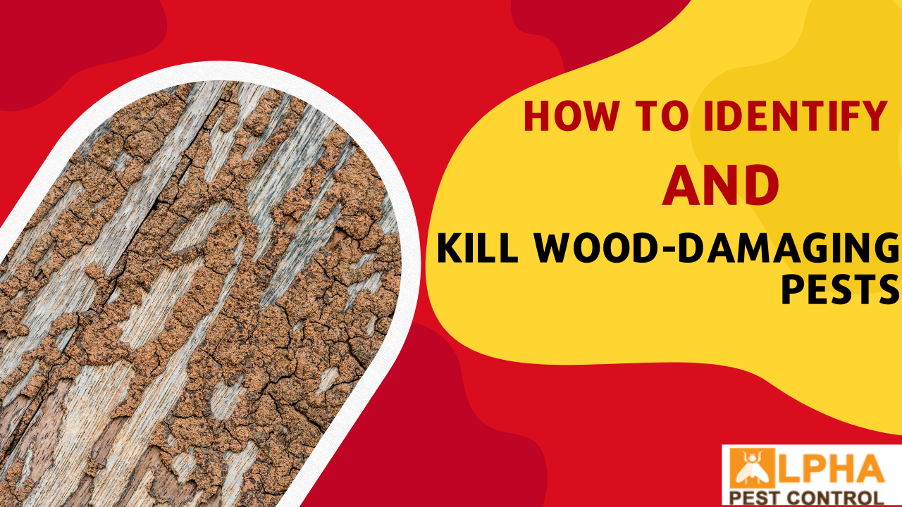 How To Identify and Kill Wood-Damaging Pests