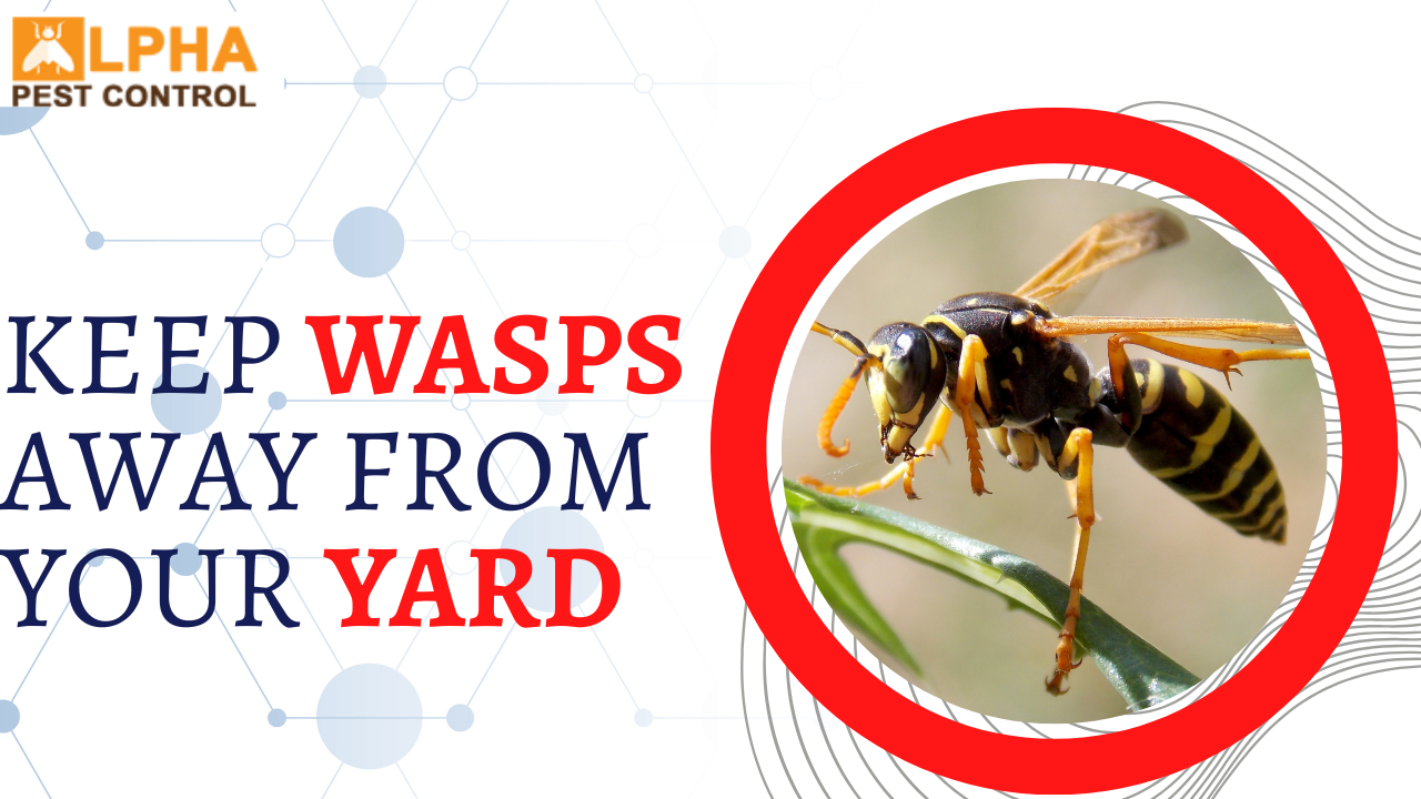 Keep Wasps Away From Your Yard