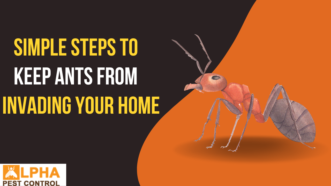 Simple Steps to Keep Ants from Invading Your Home