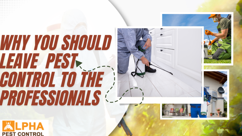 Why You Should Leave Pest Control To The Professionals