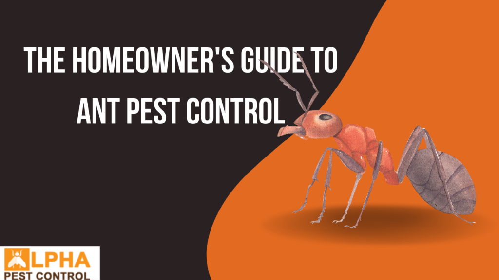 The Homeowner's Guide to Ant Pest Control