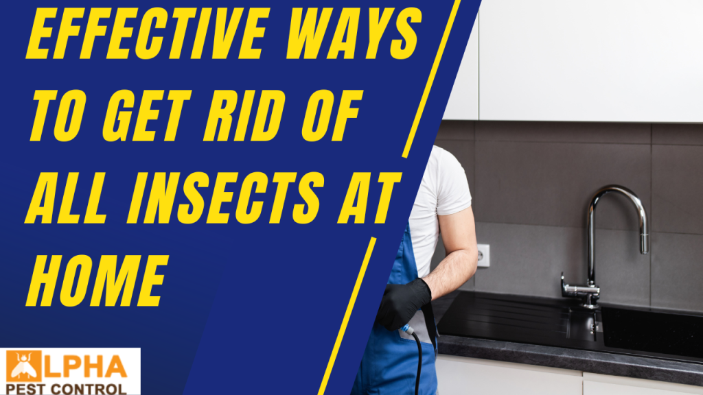 Effective Ways to Get Rid of All Insects at Home Alpha Pest Control
