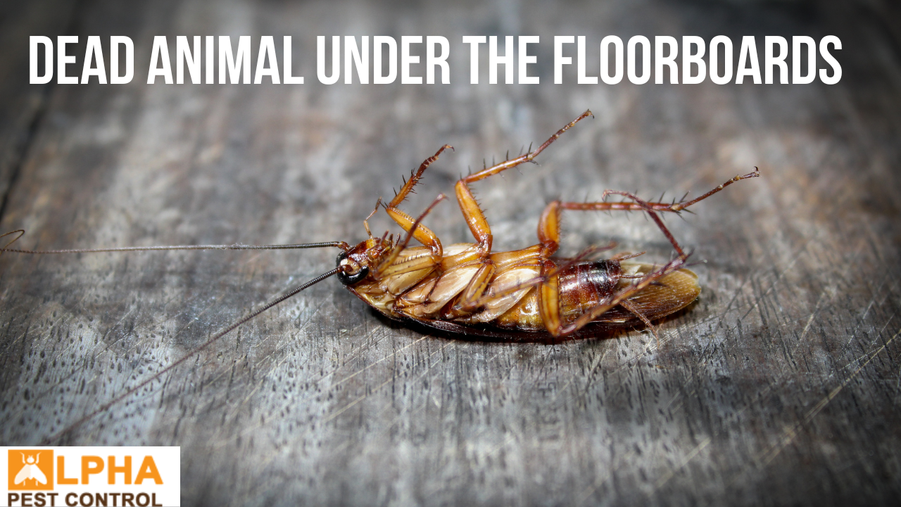 Dead Animal Under The Floorboards