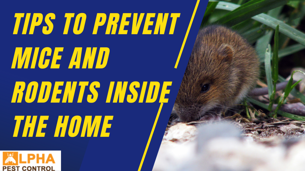 Tips To Prevent Mice And Rodents Inside The Home