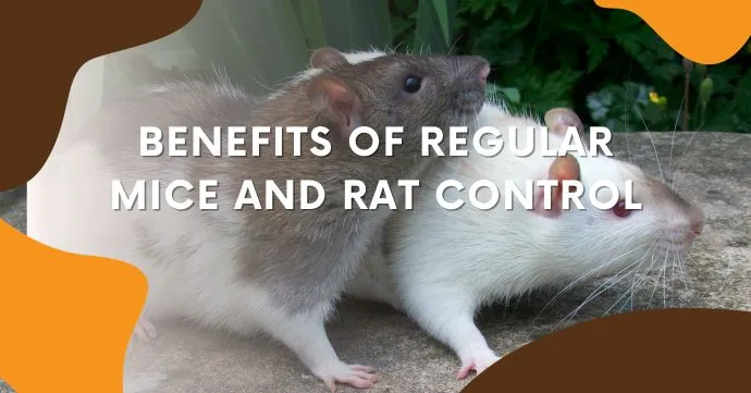 Benefits of Regular Mice and Rat Control Manly