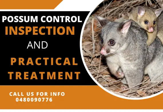 Possum Control Inspections and Practical Treatment