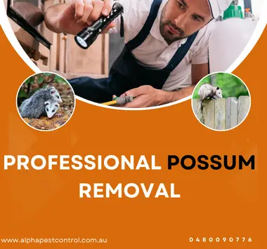 Professional Possum Removal