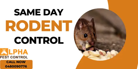 Same Day Rodent Control