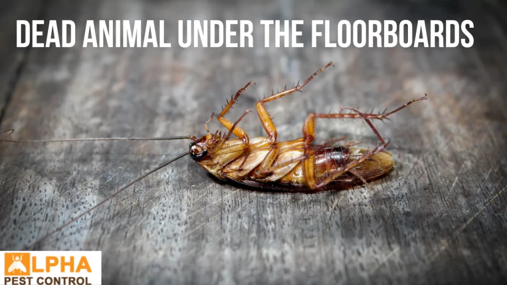 dead animal under the floorboards