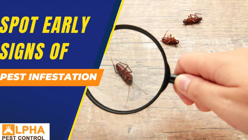 Spot Early Signs of Pest Infestation