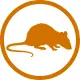 Dead Rat Removal