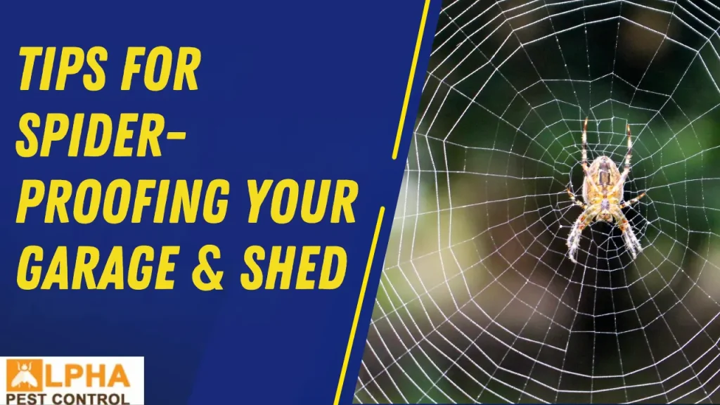 Tips for Spider-Proofing Your Garage & Shed