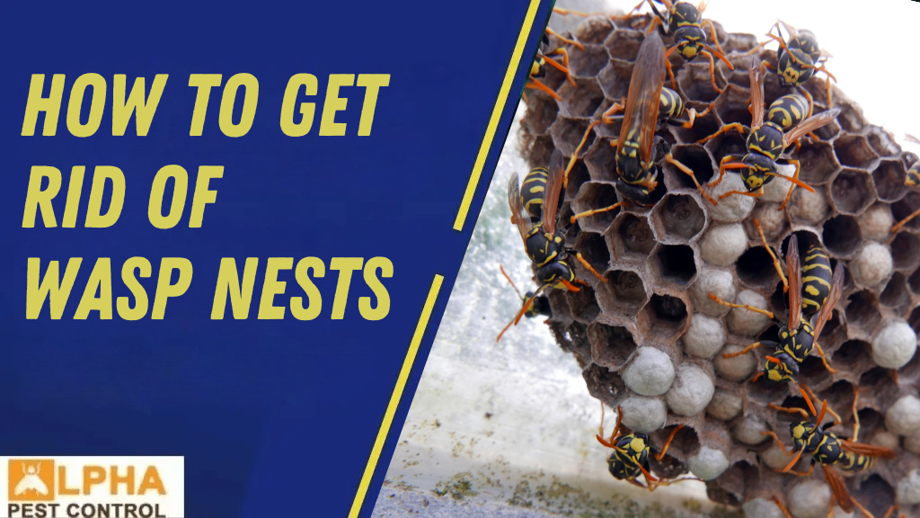 The Difference Between Humane Possum Removal & Possum Trapping