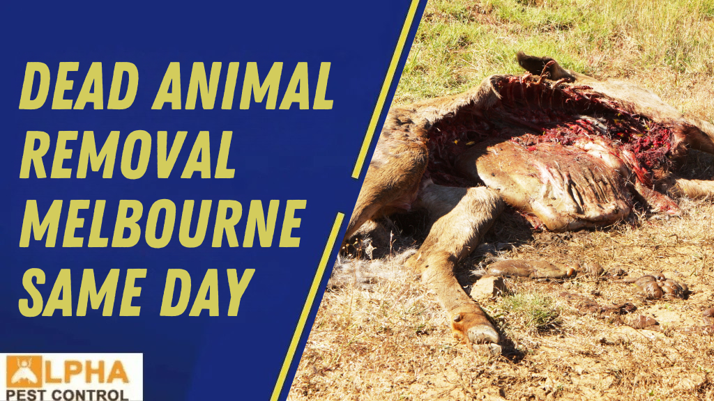 The Difference Between Humane Possum Removal & Possum Trapping