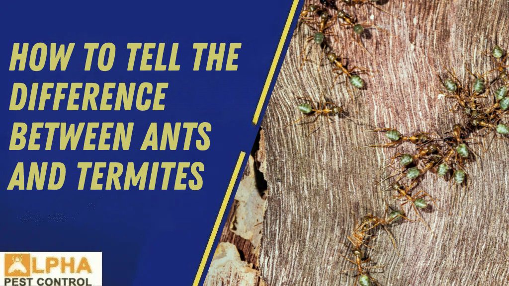 The Difference Between Humane Possum Removal & Possum Trapping