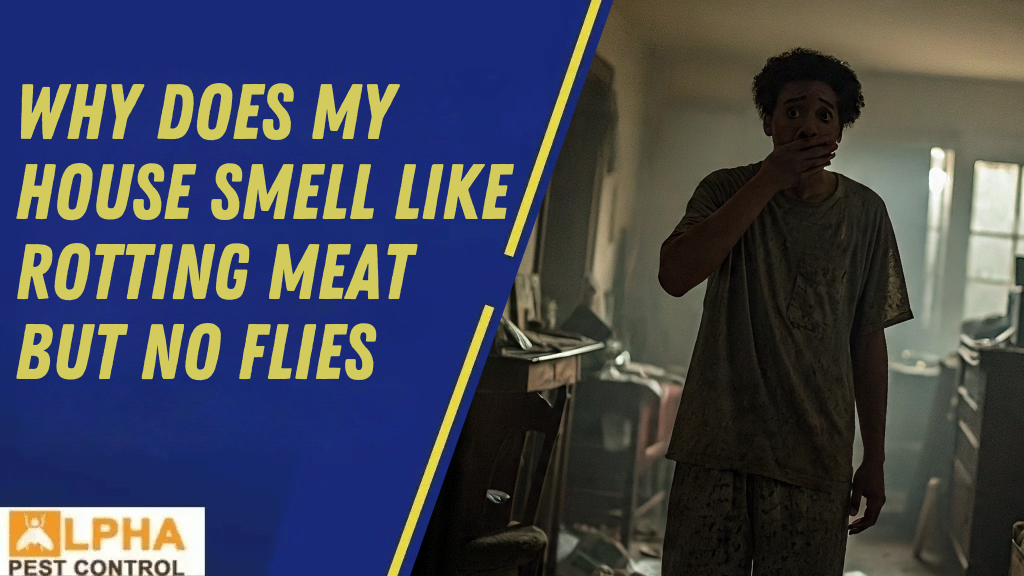 The Difference Between Humane Possum Removal & Possum Trapping